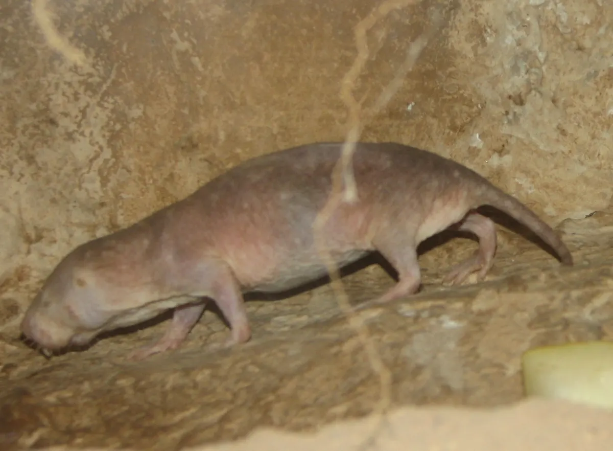 Naked mole-rat using strong jaws suited for chewing tough underground plants
