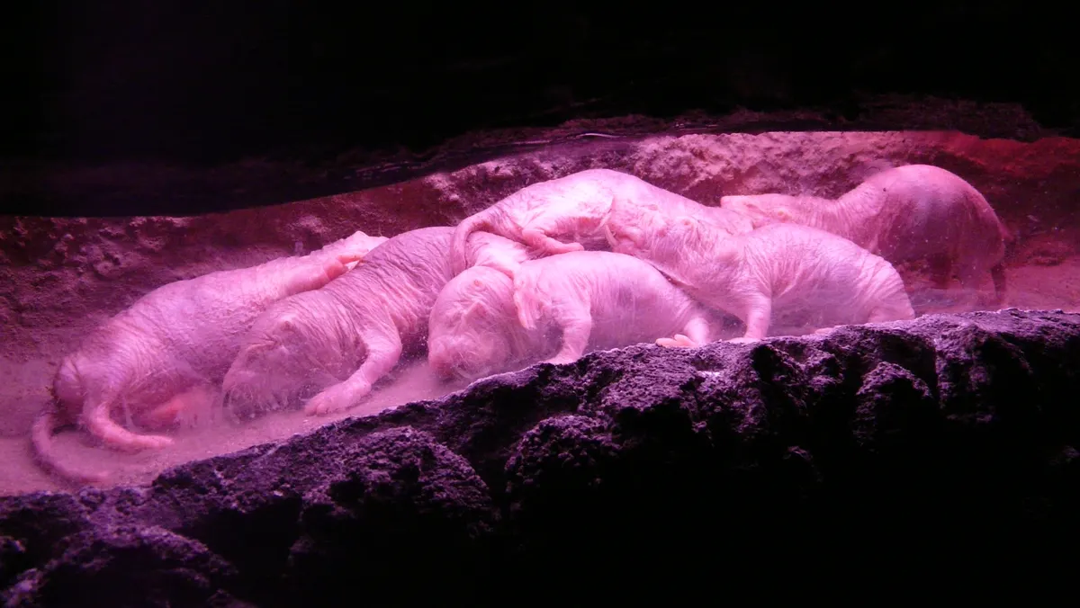 Colony of naked mole-rats resting together in a tunnel enclosure