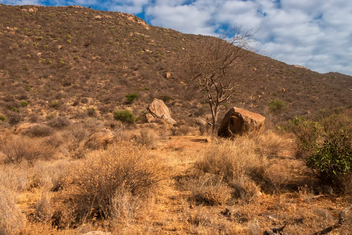 Rocky arid savanna habitat where mole-rat colonies tunnel underground