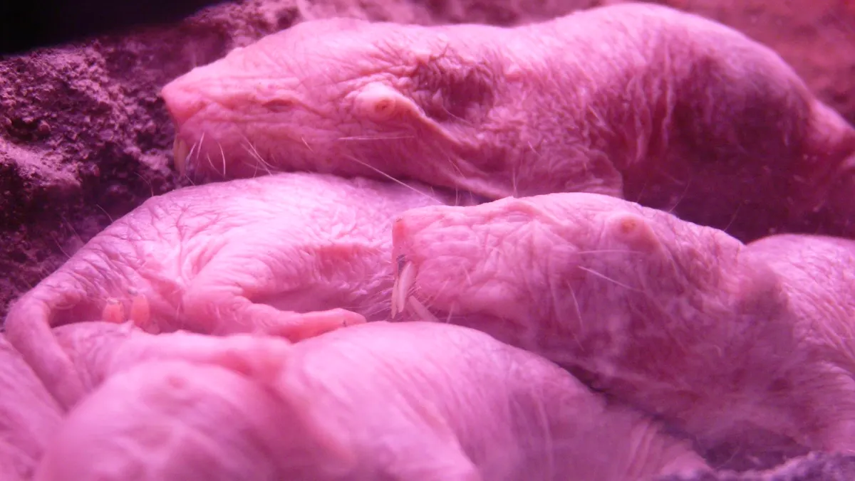 Naked mole-rat workers moving through a burrow tunnel system