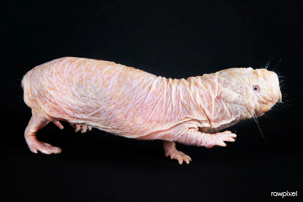 Naked mole-rat showing wrinkled pink skin and prominent front teeth
