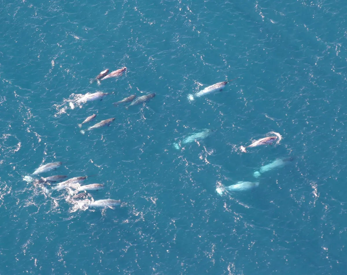 A young or baby Narwhal showing early development