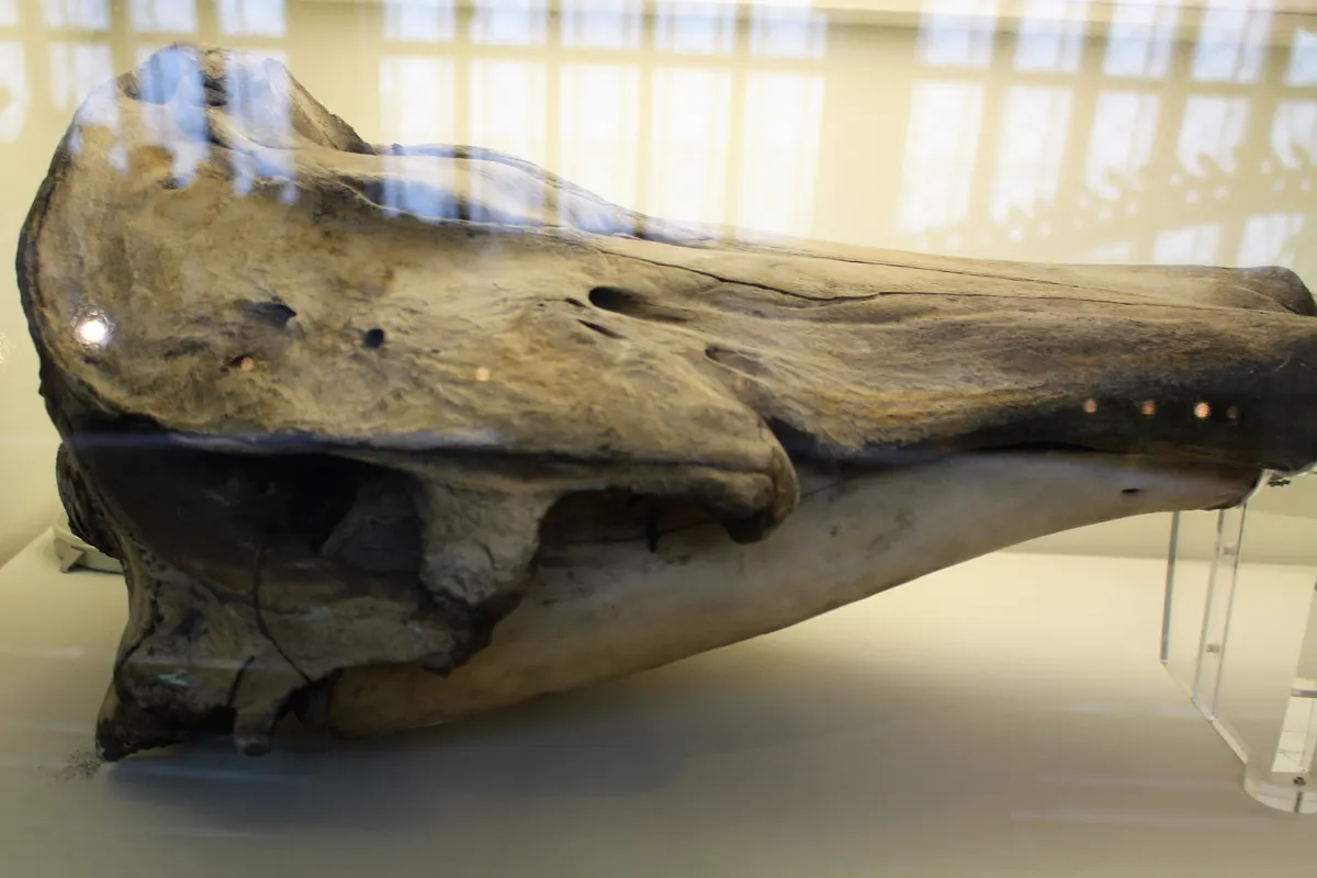 A young or baby Narwhal showing early development