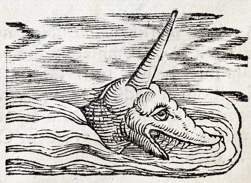 A group of Narwhals interacting with each other