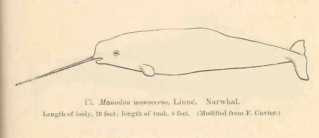 A Narwhal navigating its natural environment