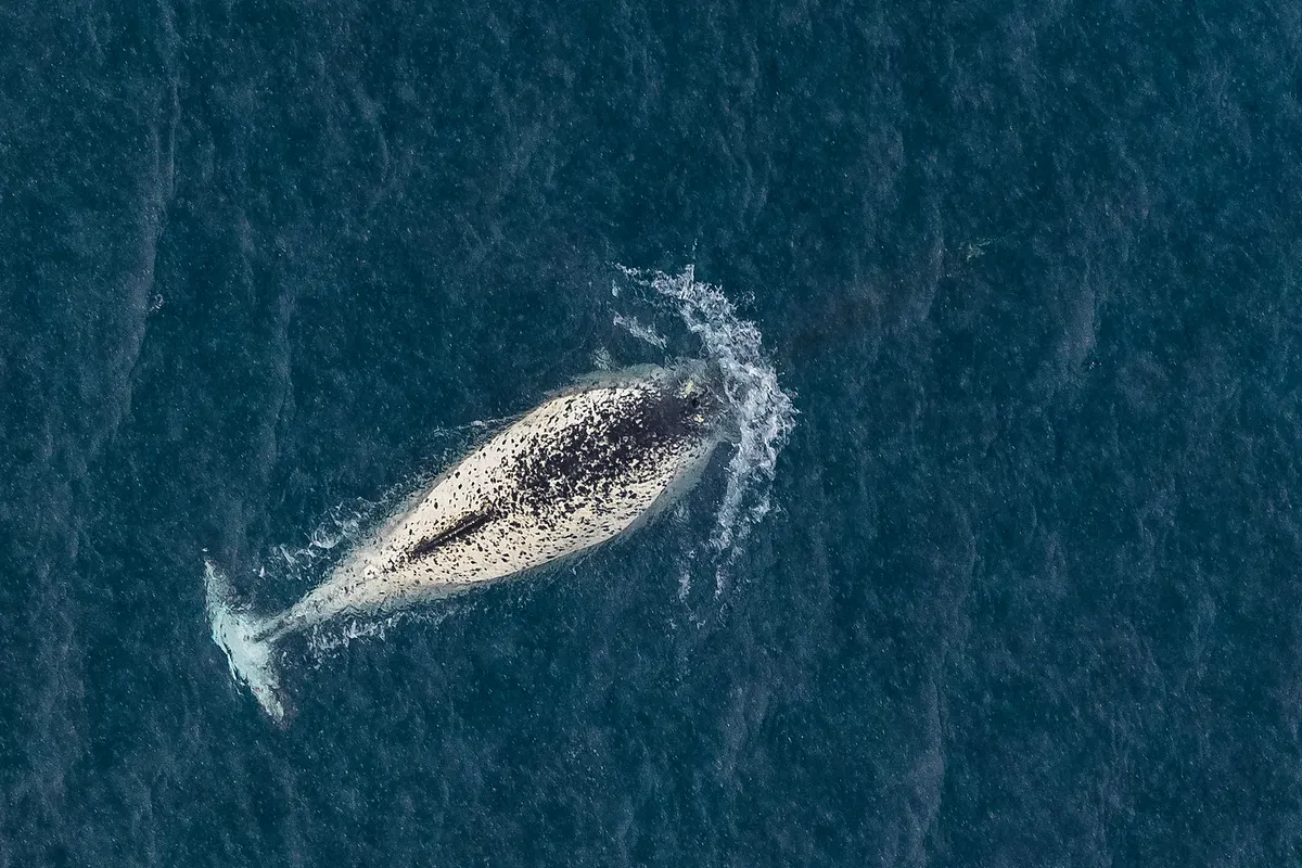 Aerial view of a narwhal swimming in the waters of Franz Josef Land
