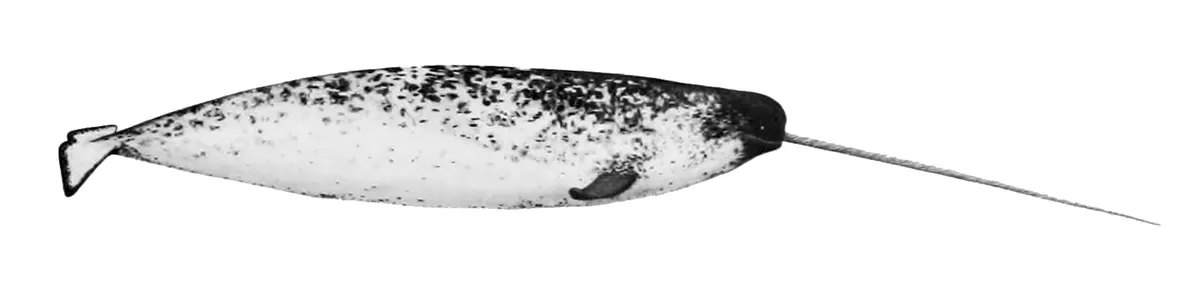 A Narwhal finding or consuming food