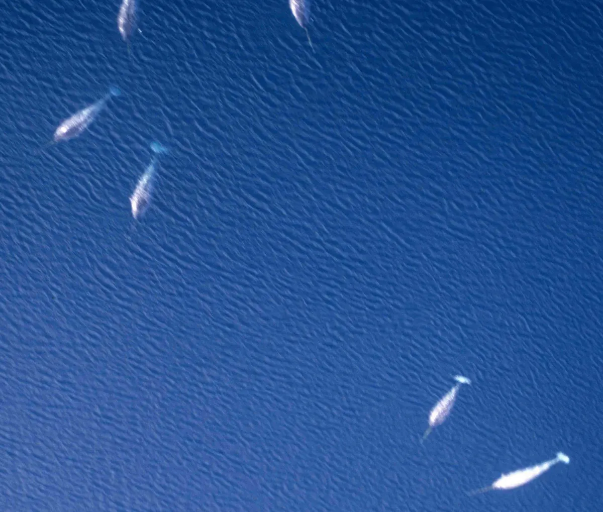 A pod of narwhals near the ice edge in their Arctic home