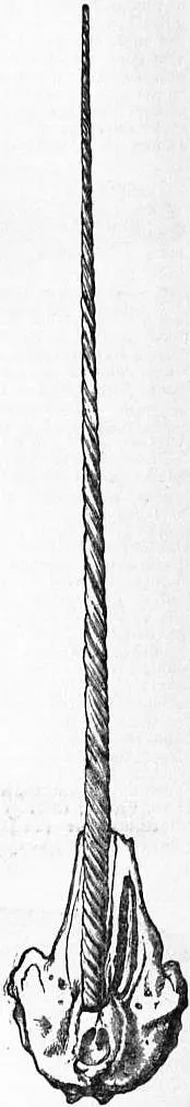 Illustration of a male narwhal skull showing the long spiral tusk tooth