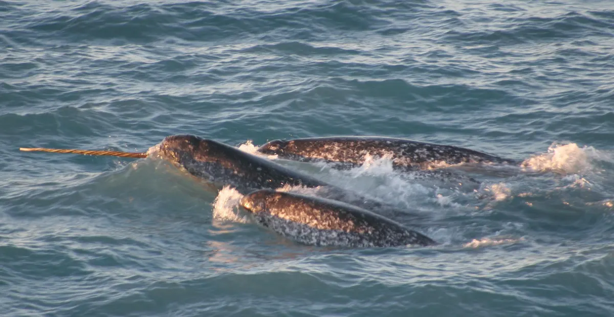 A Narwhal navigating its natural environment