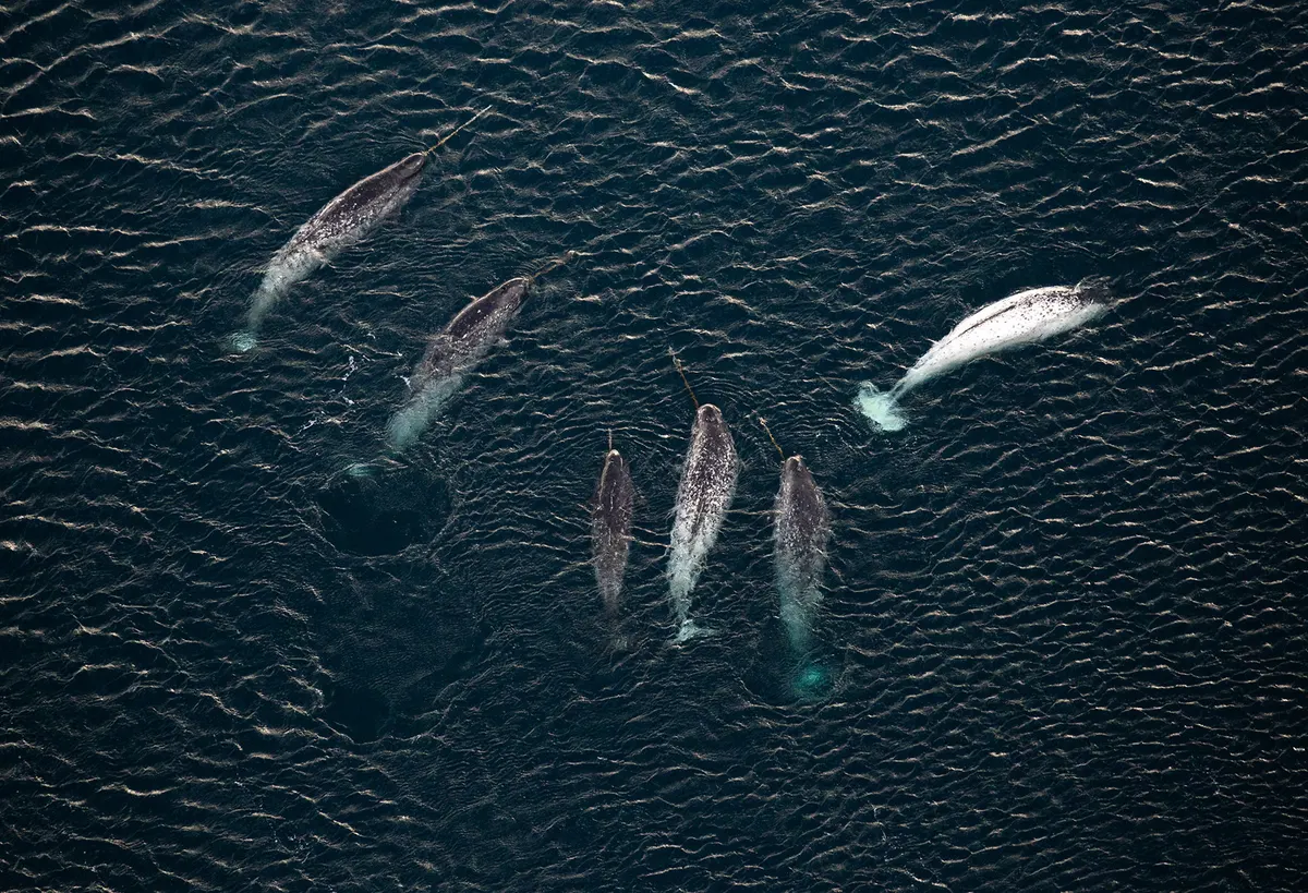 Aerial view of six narwhals swimming together in dark Arctic water