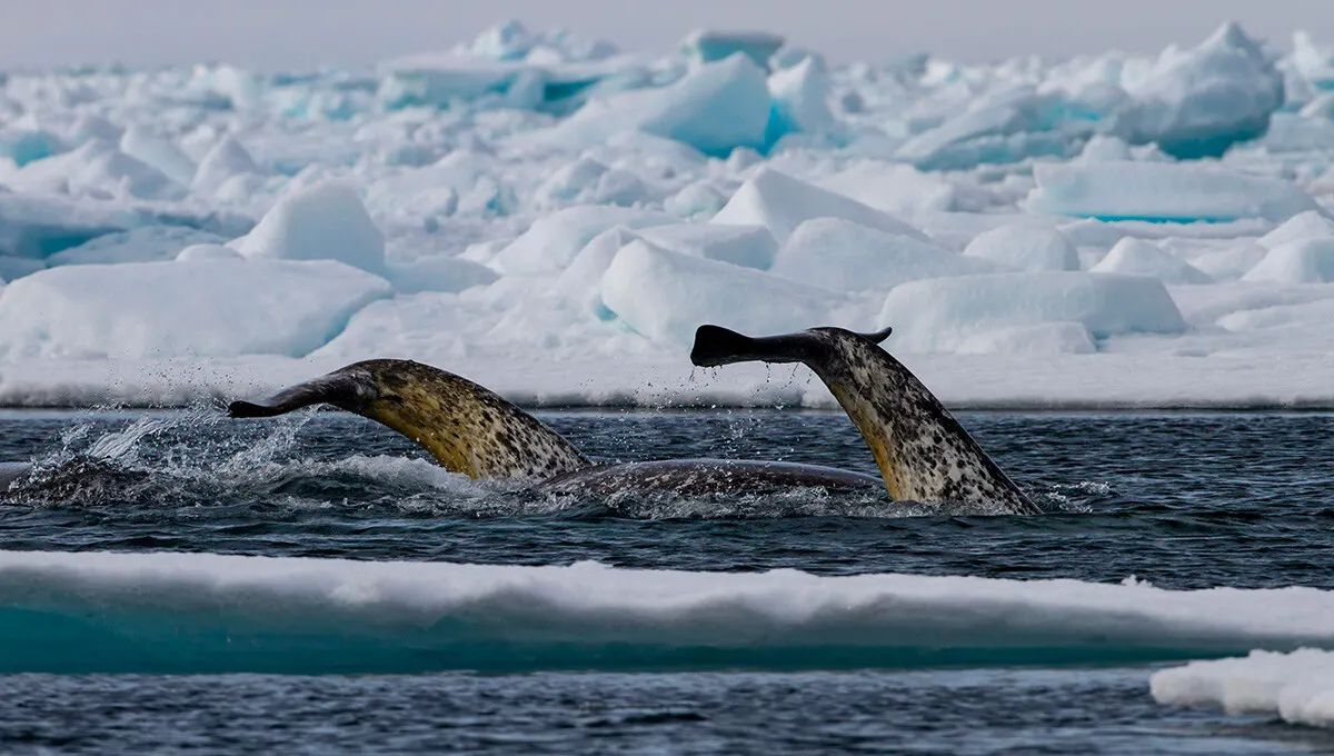 A Narwhal traveling across its geographic range
