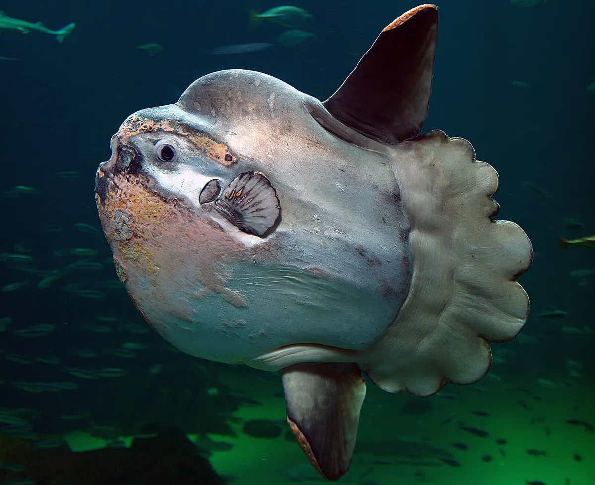 Young, developing sunfish swimming in clear aquarium water