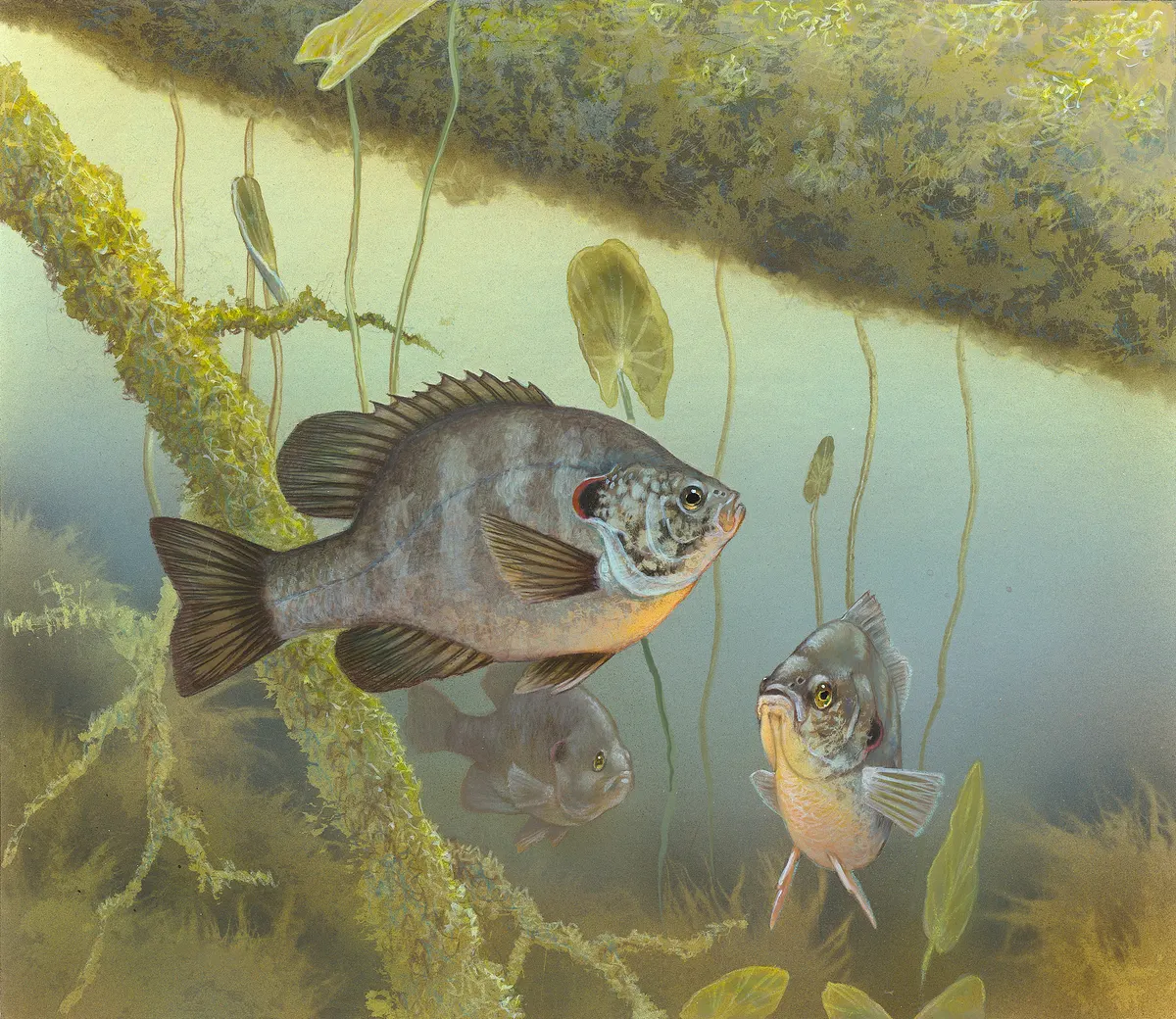 Illustration representing juvenile fish development stages