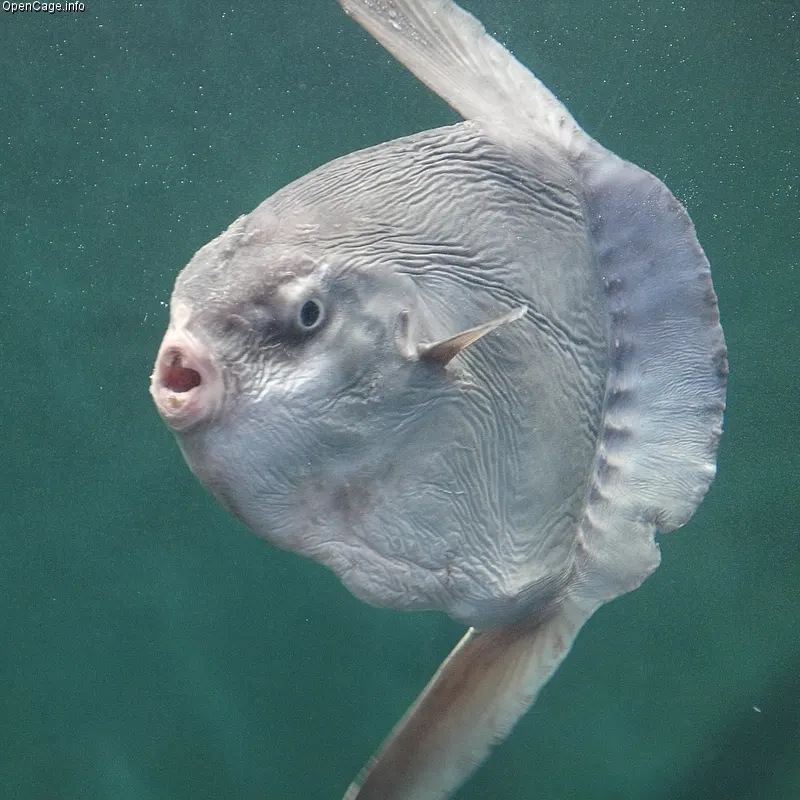 Ocean sunfish navigating the water column in search of salps