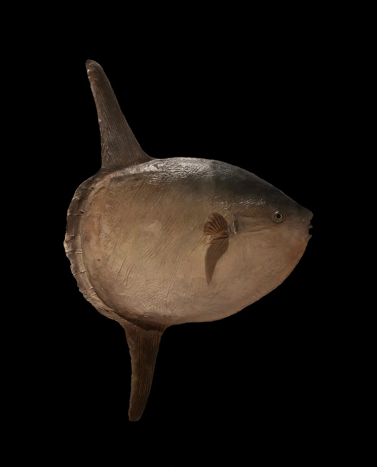 Specimen representing the distinctive family Molidae