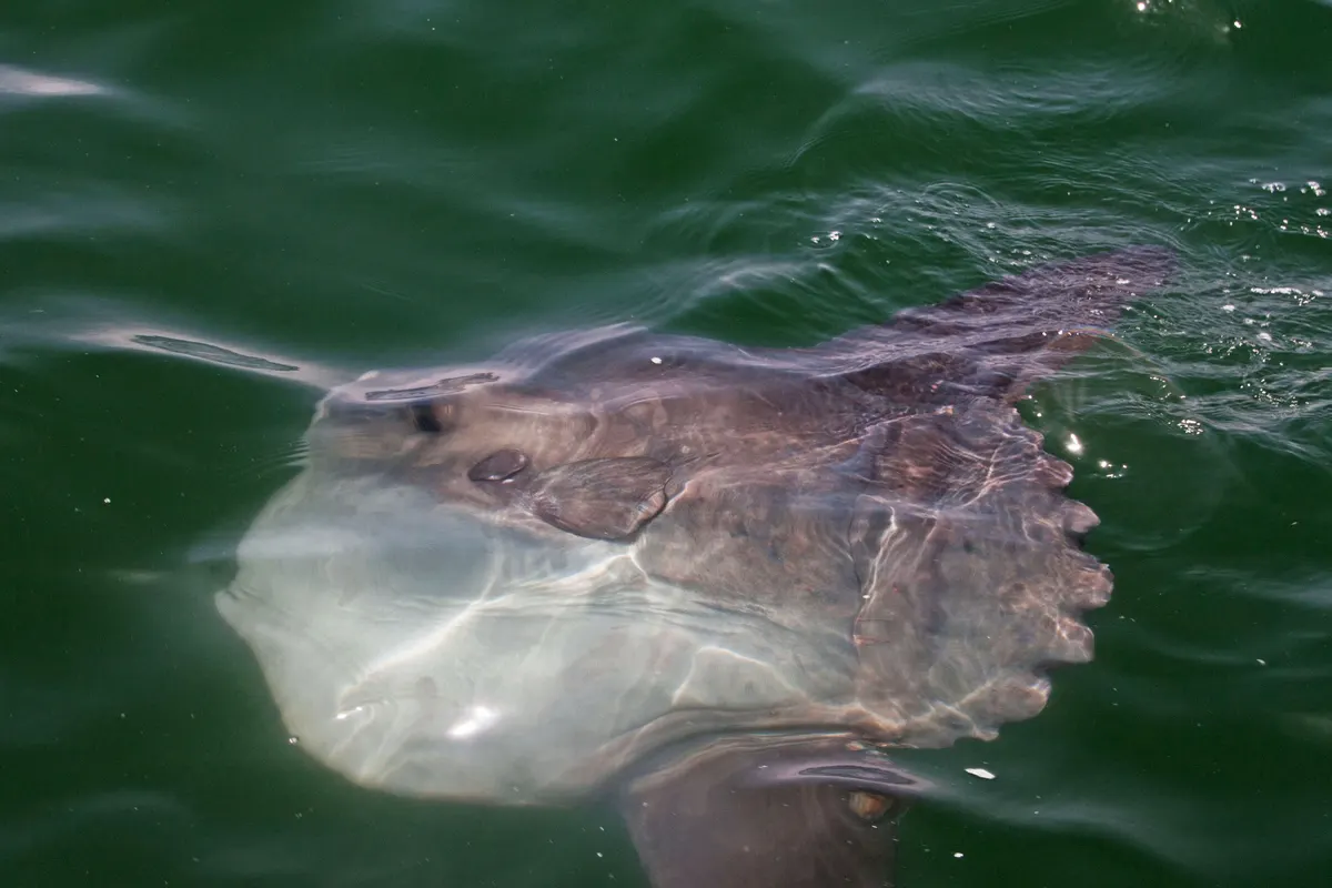 Ocean sunfish swimming near the bright sea surface