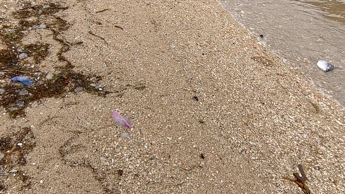 Ocean sunfish near a Portuguese man o' war on a coastal shore