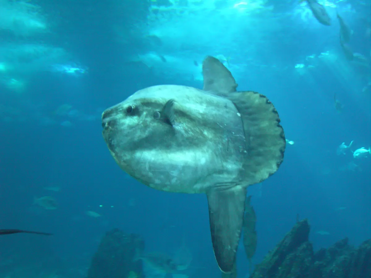 Ocean sunfish cruising through open water searching for gelatinous prey