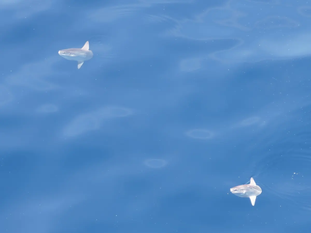 Two ocean sunfish viewed together near the ocean surface