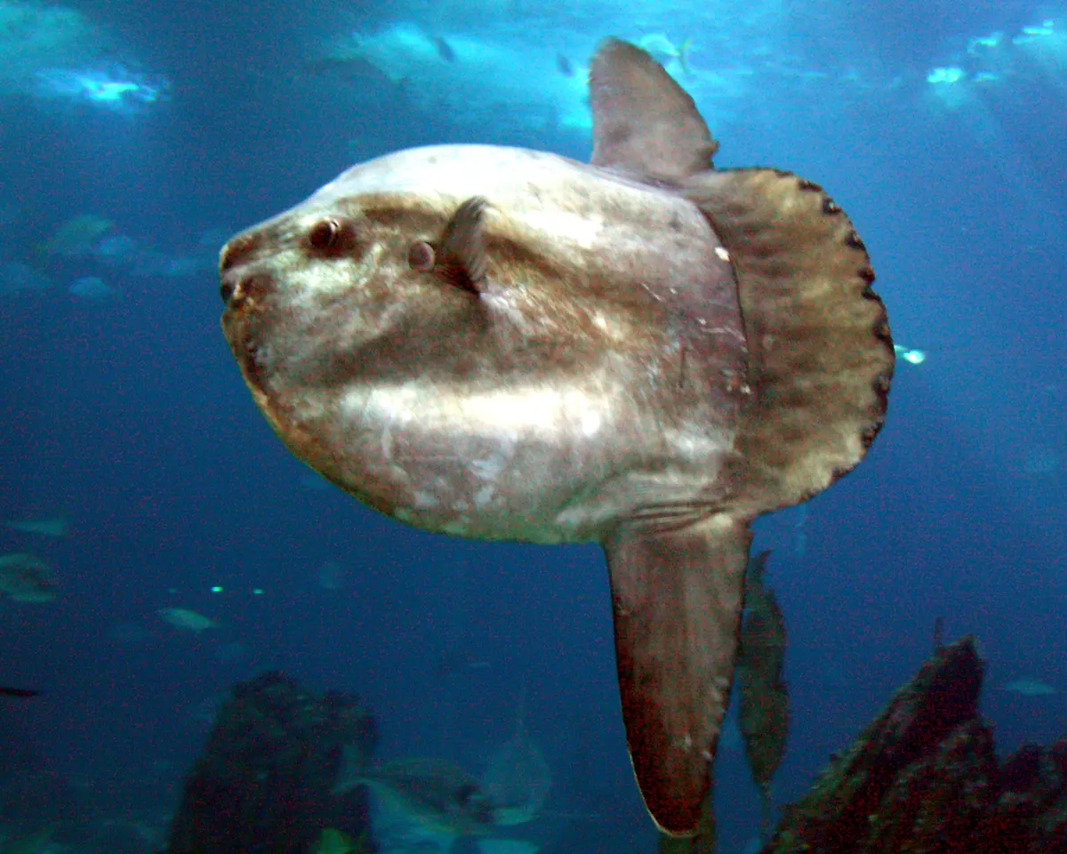 Ocean sunfish displaying its unique clavus pseudo-tail