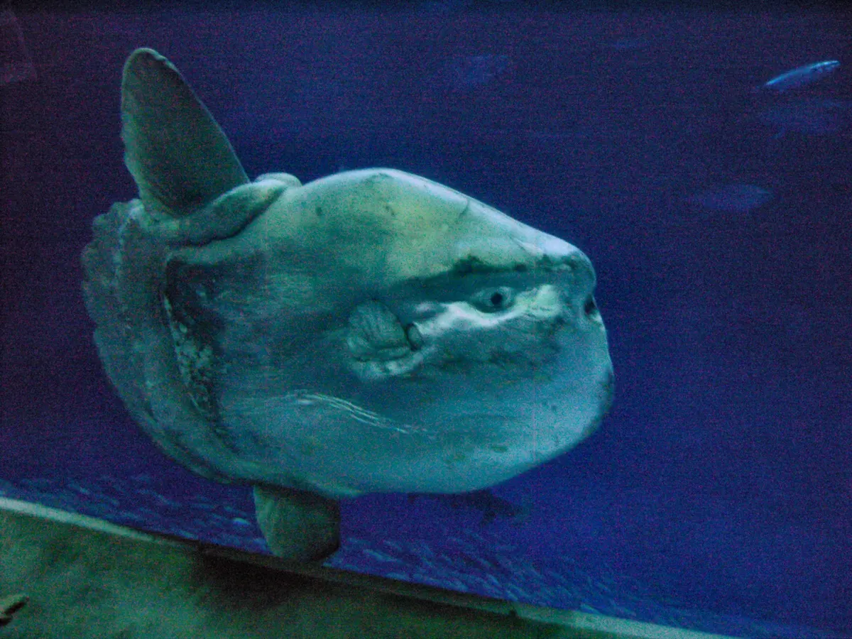 Huge ocean sunfish drifting gracefully in an open ocean habitat exhibit
