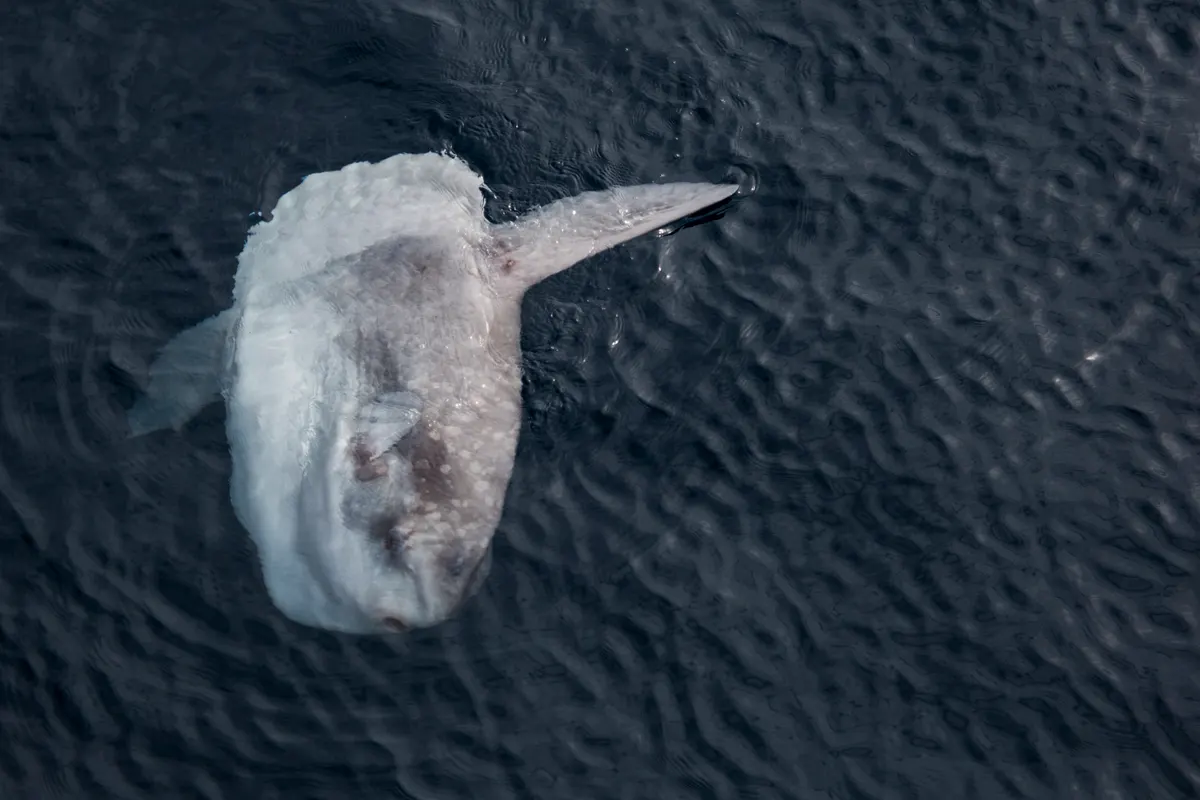 Huge adult ocean sunfish swimming with its signature high dorsal fin and disk-like body clearly visible