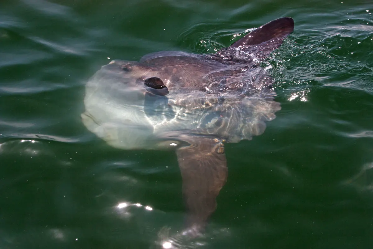 Ocean sunfish navigating coastal waters off Walvis Bay, Namibia