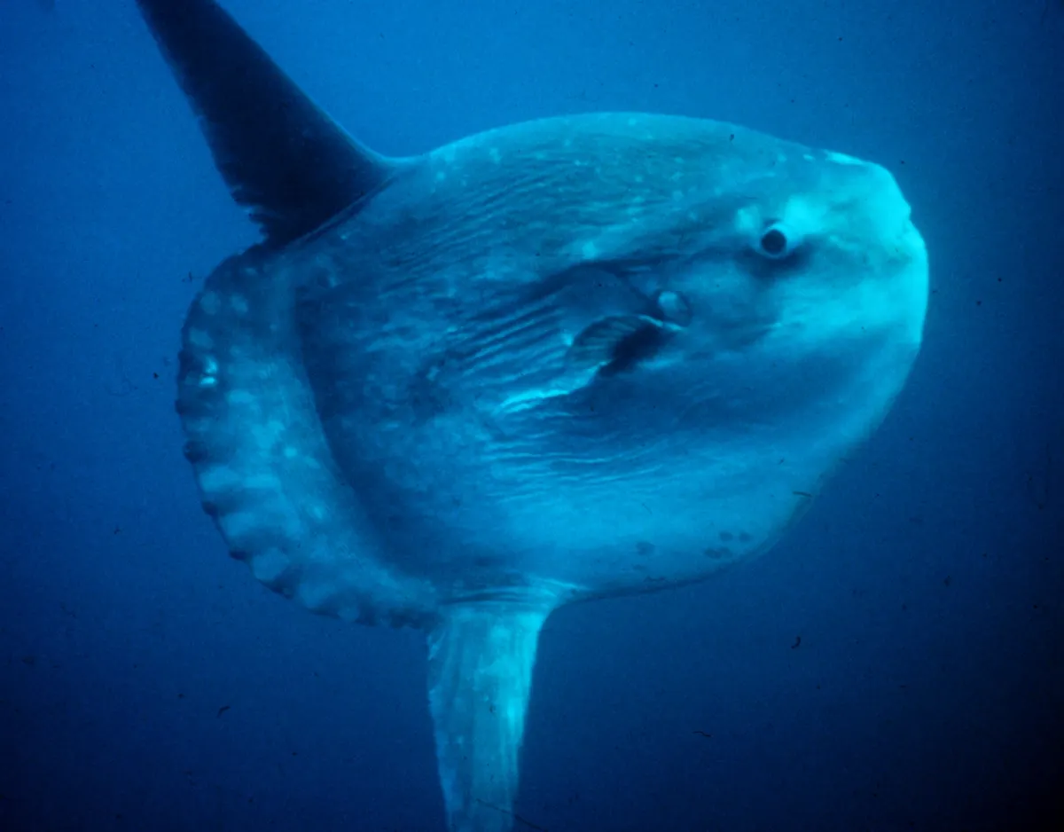 NOAA photograph displaying the immense lateral disc size of an adult Mola mola