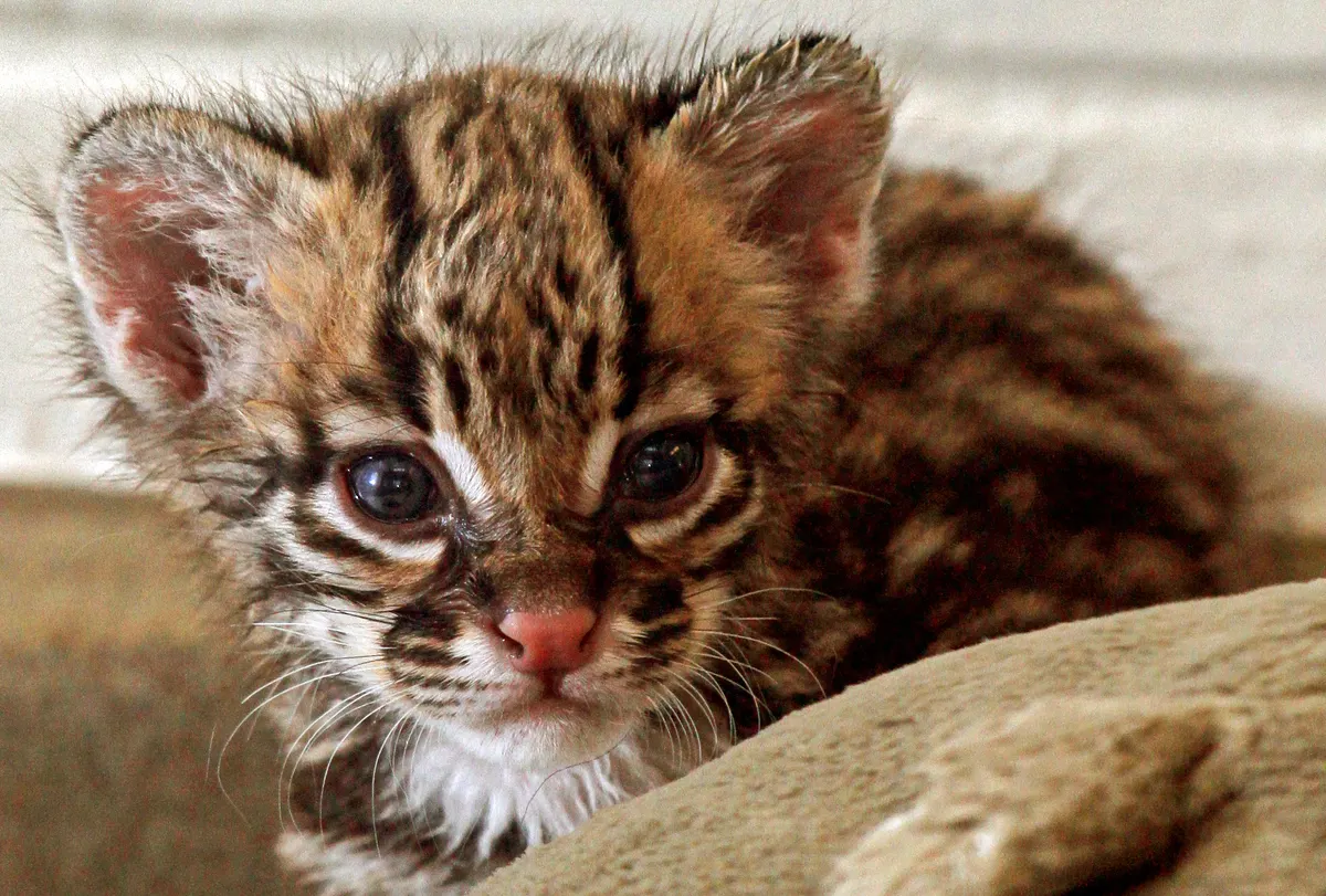 Very young ocelot kitten resting on a blanket