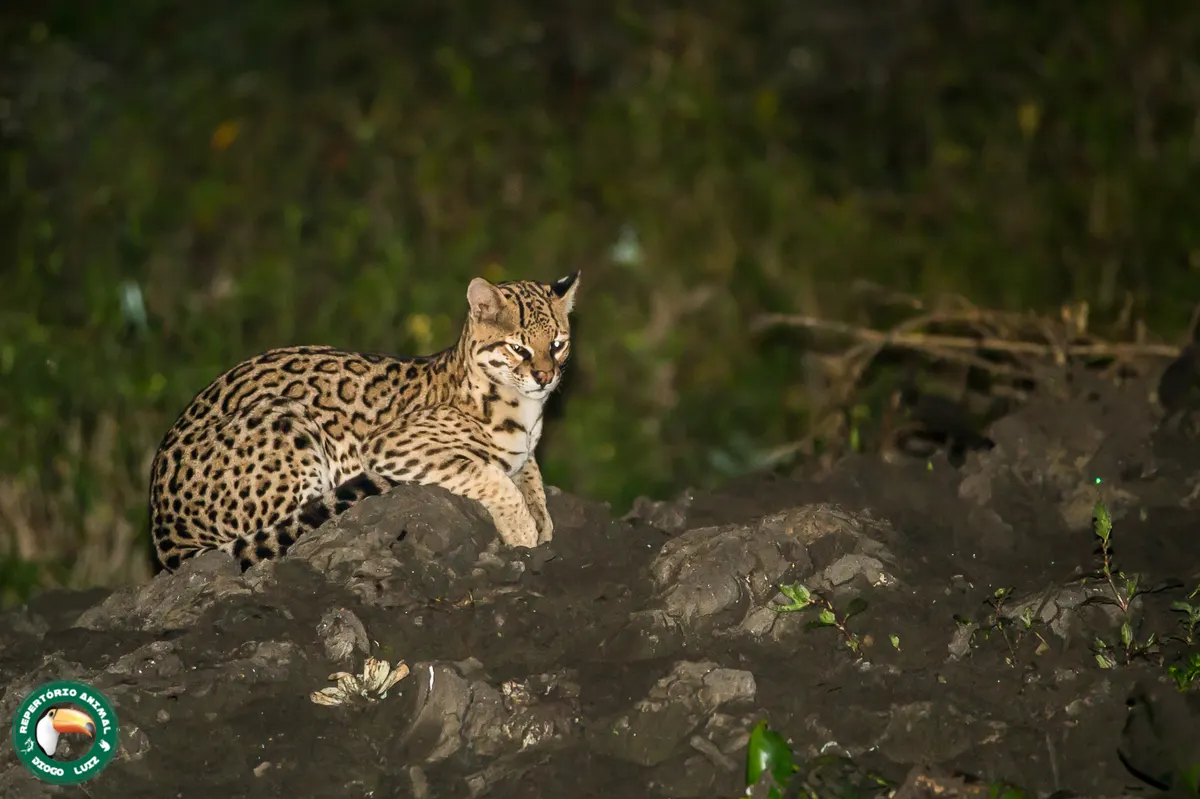 Ocelot crouching low with its attention directed toward the ground