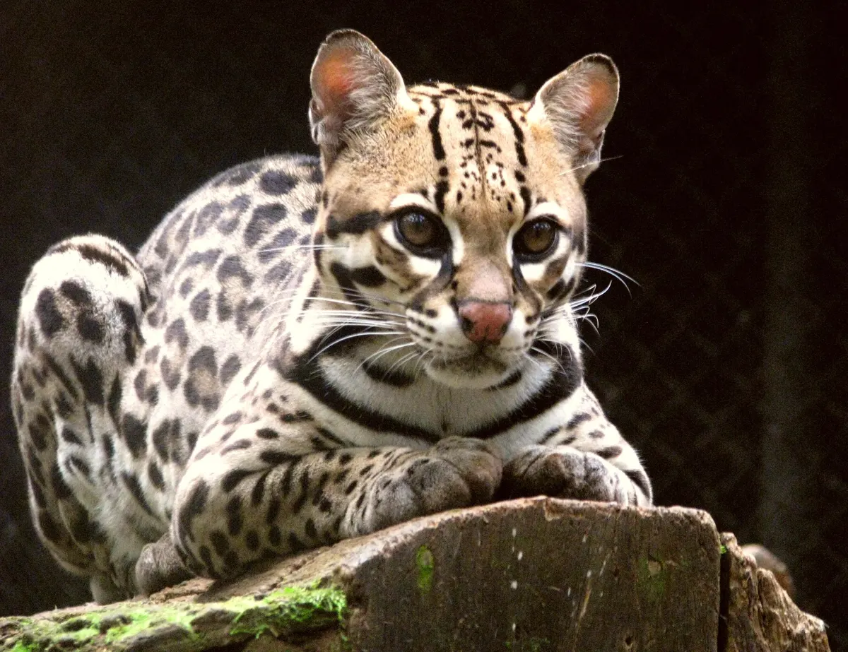 Ocelot resting on a log inside a mesh enclosure