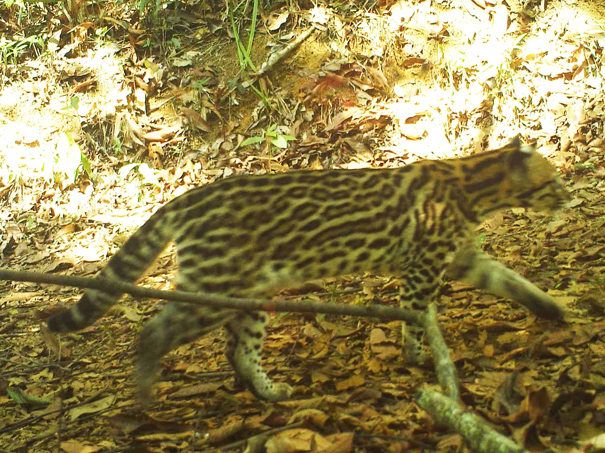 Wild ocelot photographed in Rio Doce State Park, Brazil