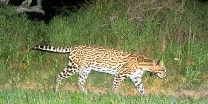 Radio-collared ocelot in dense thornscrub in southern Texas