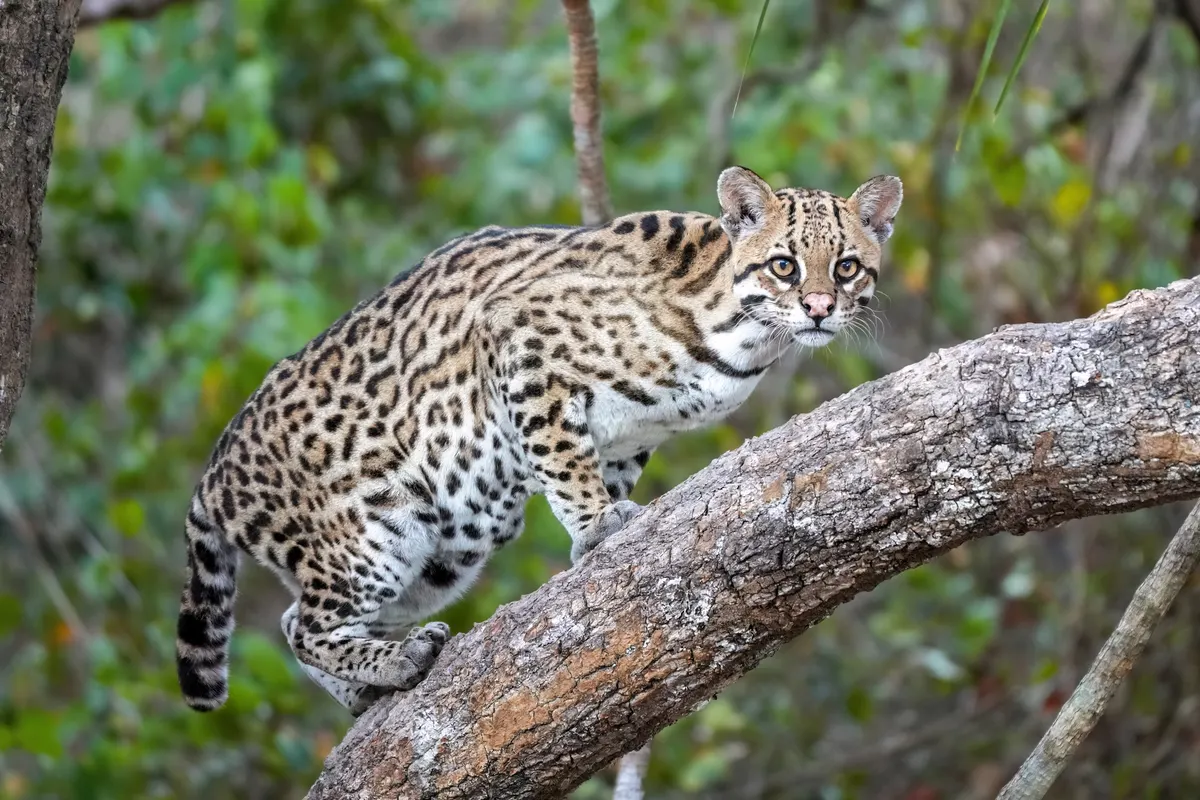 Wild ocelot walking through dense vegetation in Brazil's Pantanal