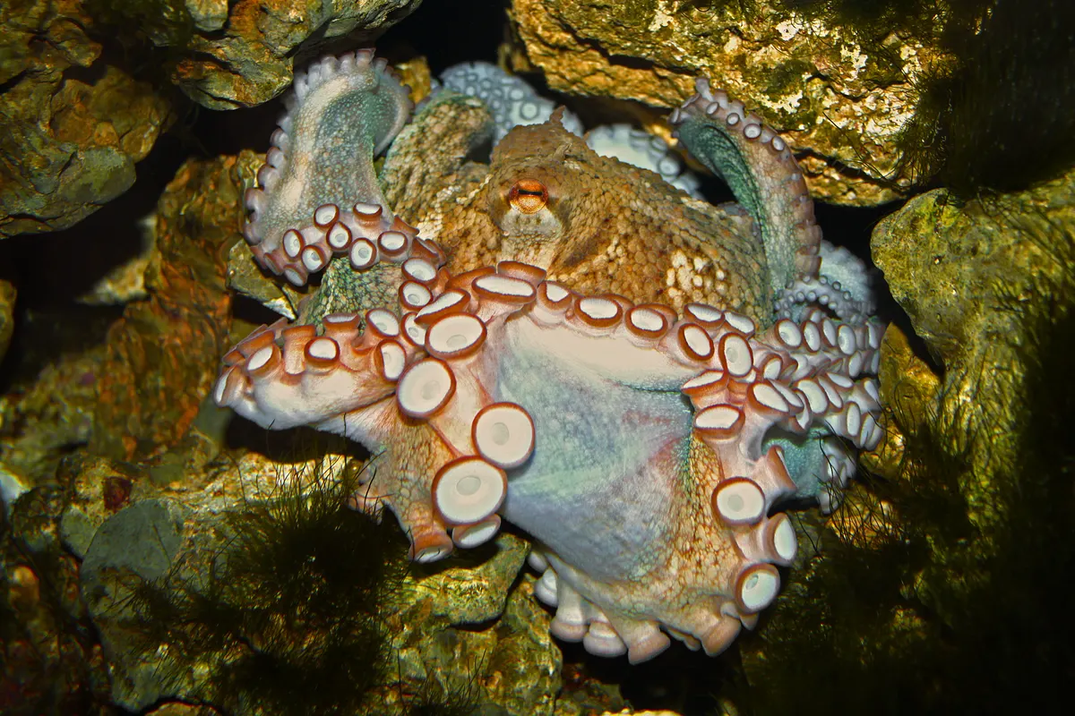 Small common octopus showing early life stage