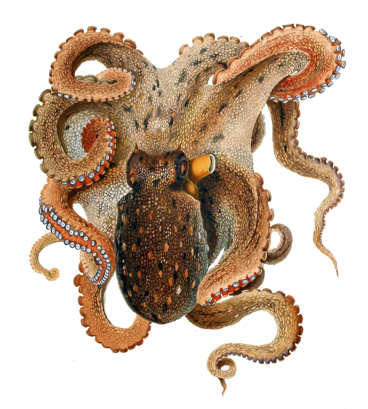 Common octopus with curled arms and large eyes