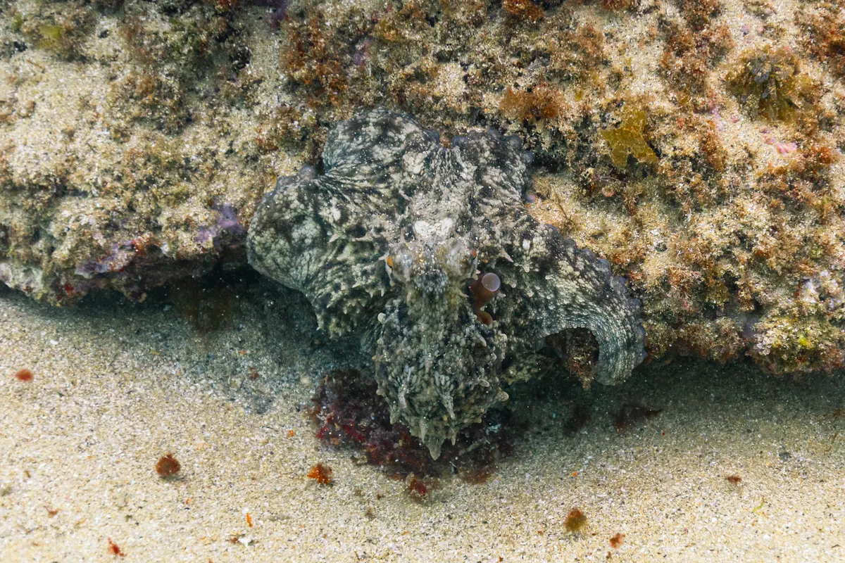 Small common octopus on sandy seabed