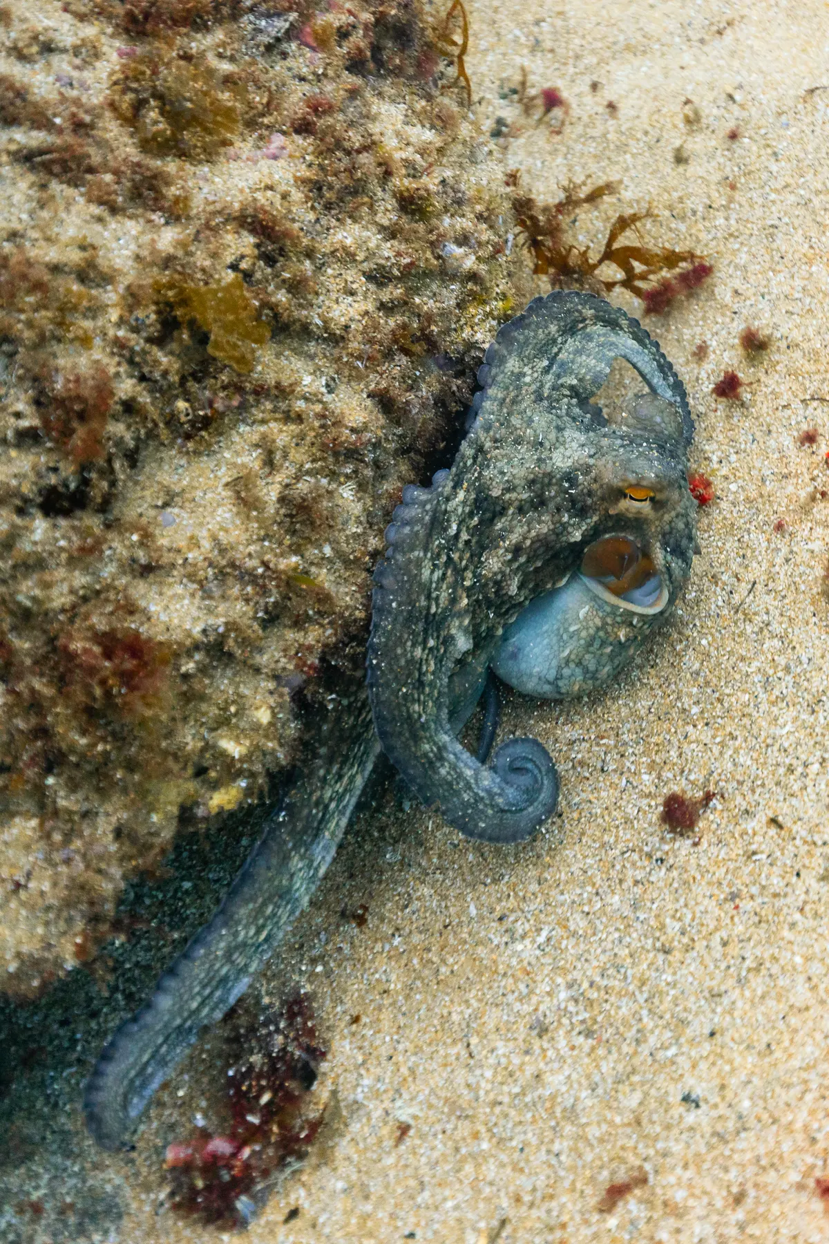 Common octopus hunting on the seafloor