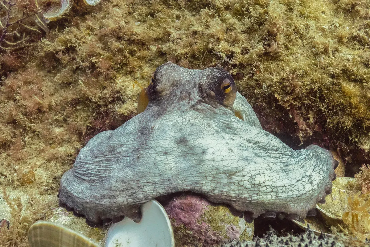 Common octopus resting near reef shelter
