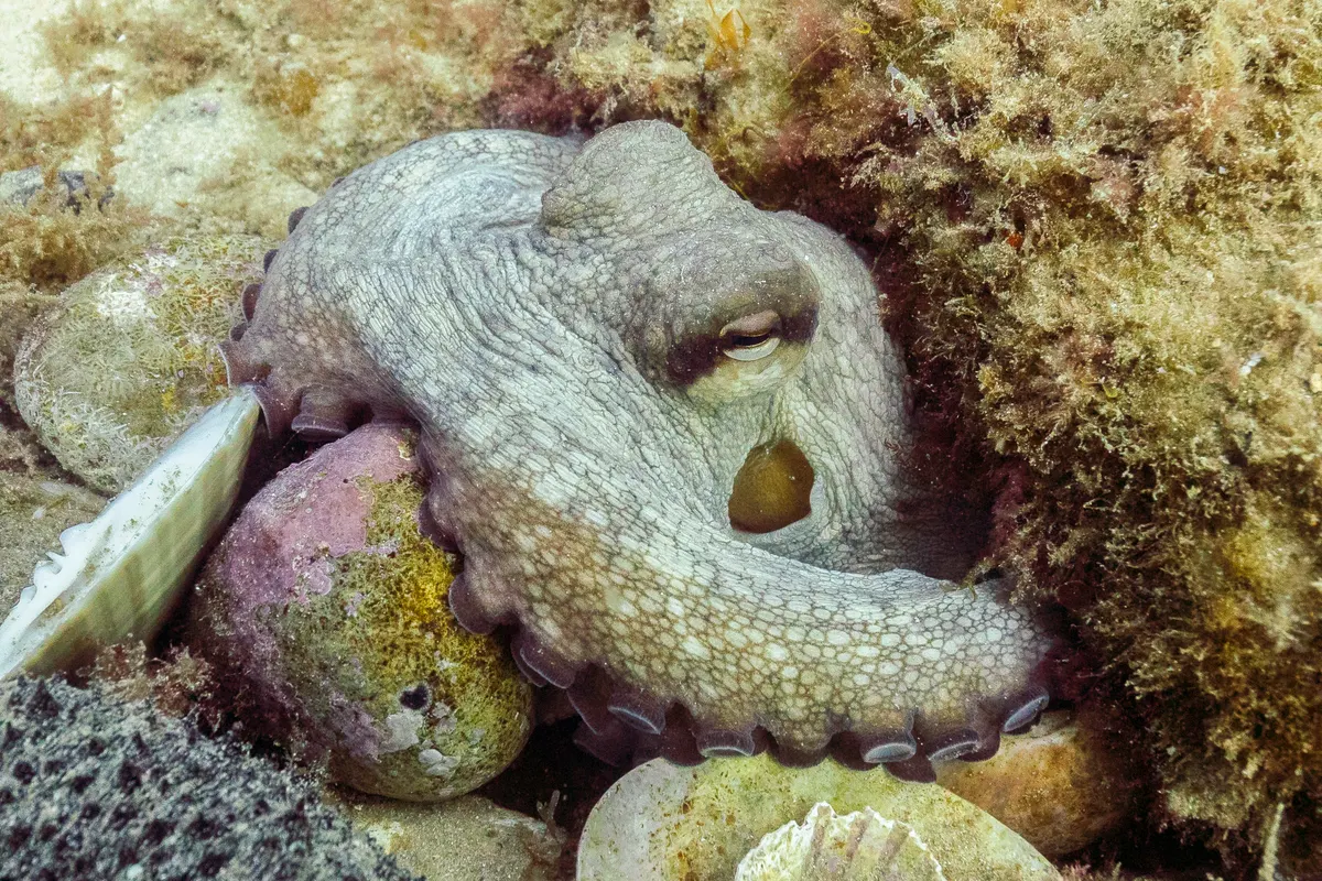 Common octopus sheltering in rocky coastal habitat