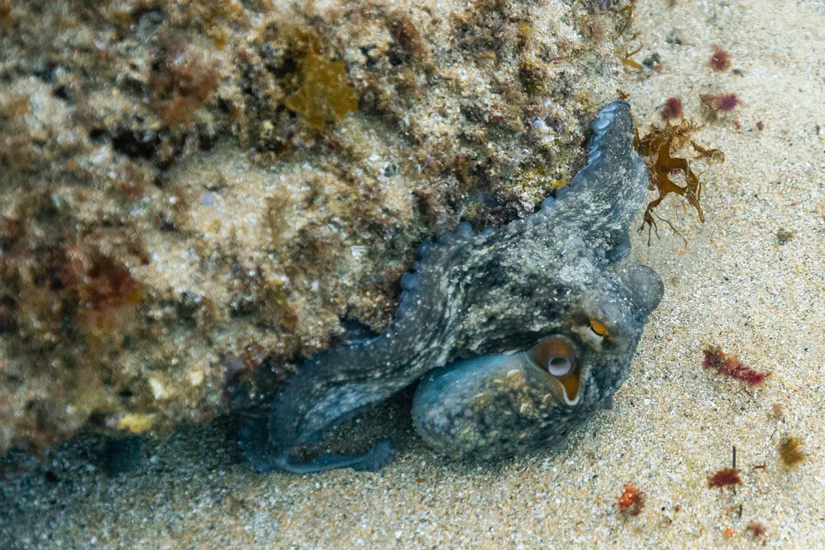 Common octopus in shallow coastal Atlantic water