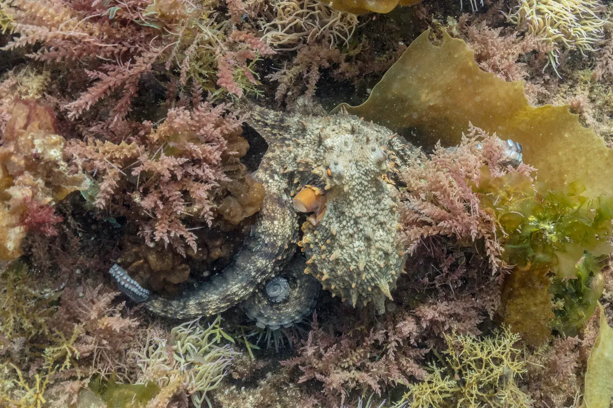 Common octopus moving across the seafloor while hunting