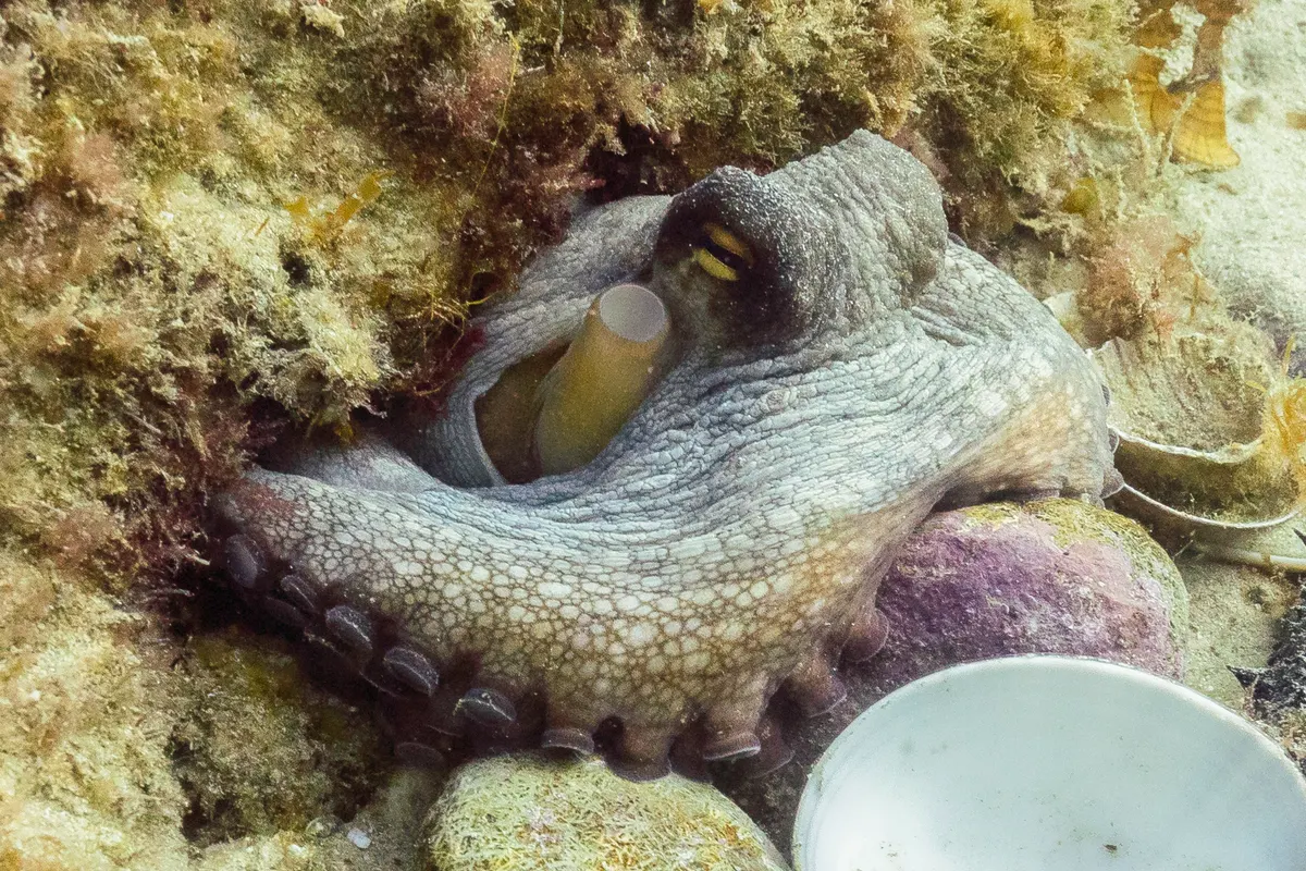 Common octopus resting among rocks