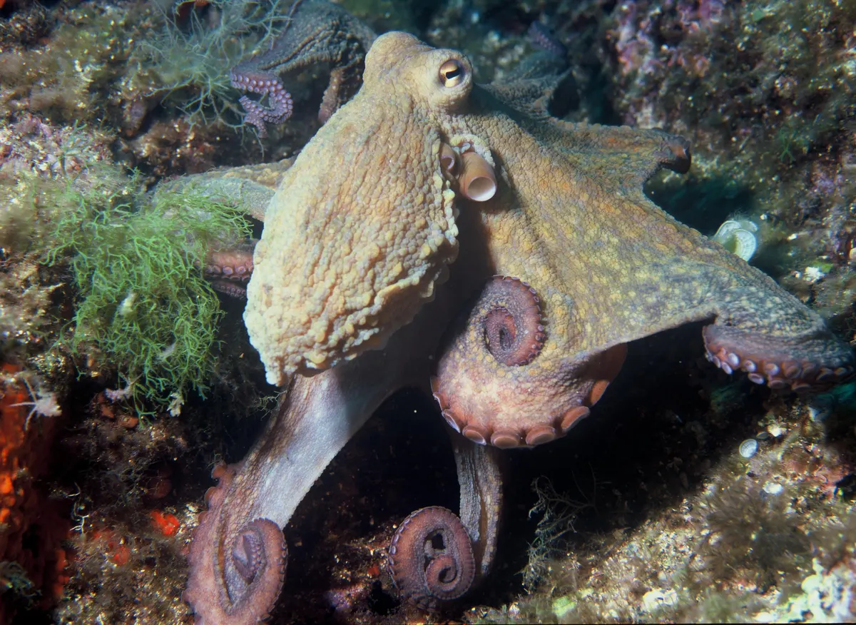 Common octopus changing texture on the seafloor