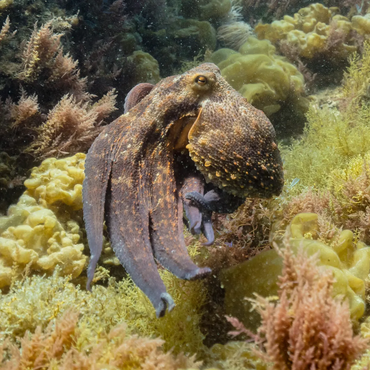 Common octopus on a rocky seabed