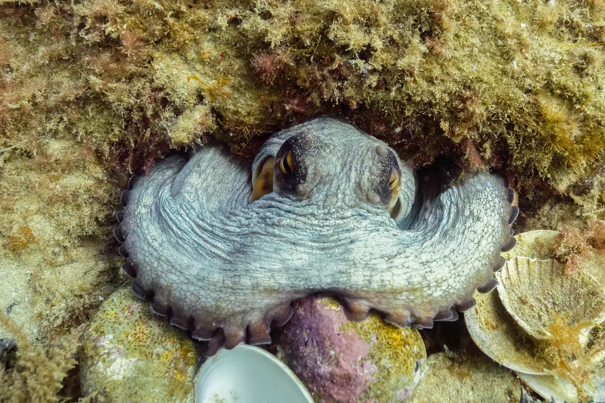 Common octopus with curled arms and large eyes underwater
