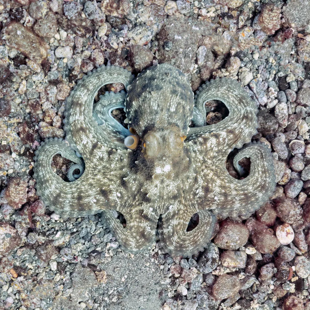 Common octopus in Atlantic coastal waters