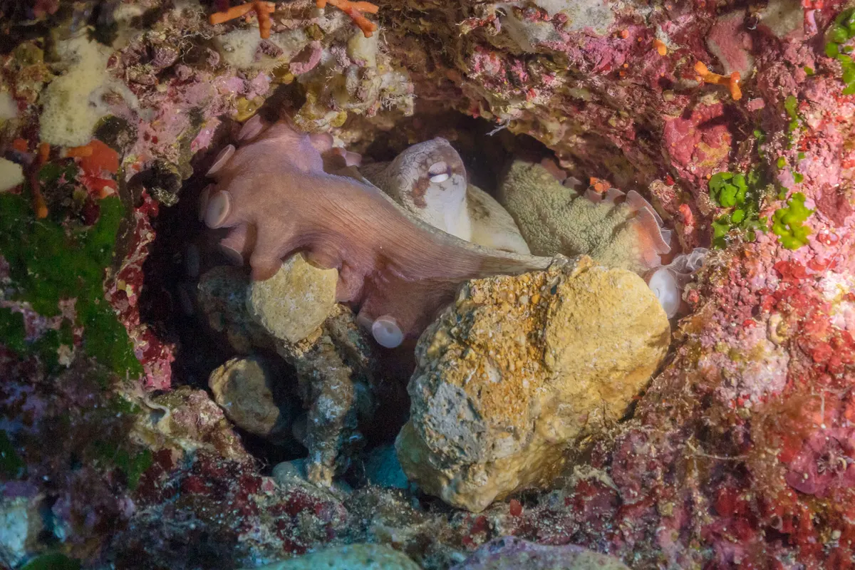 Common octopus showing arm span against reef rock
