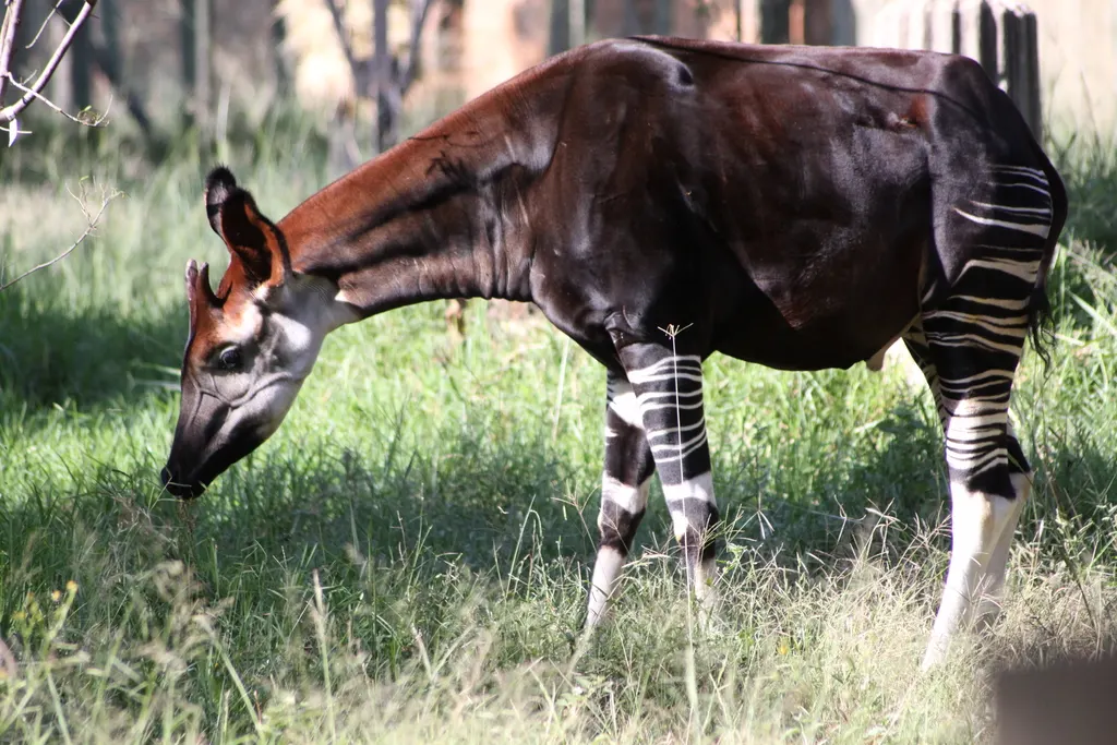 Young okapi calf standing beside forest vegetation